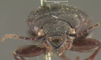 Media type: image;   Entomology 33047 Aspect: head frontal view